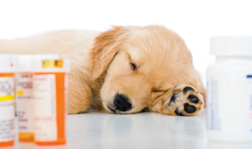 Your Dog is on Antibiotics: What To Do Next