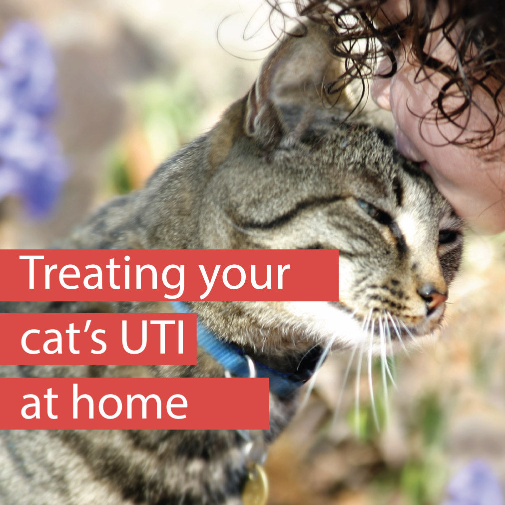 home treatment cat UTI