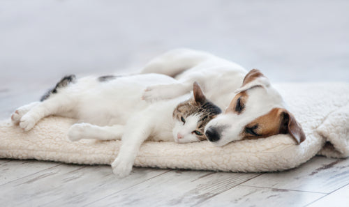 Top 6 Home Remedies for Dog & Cat UTI