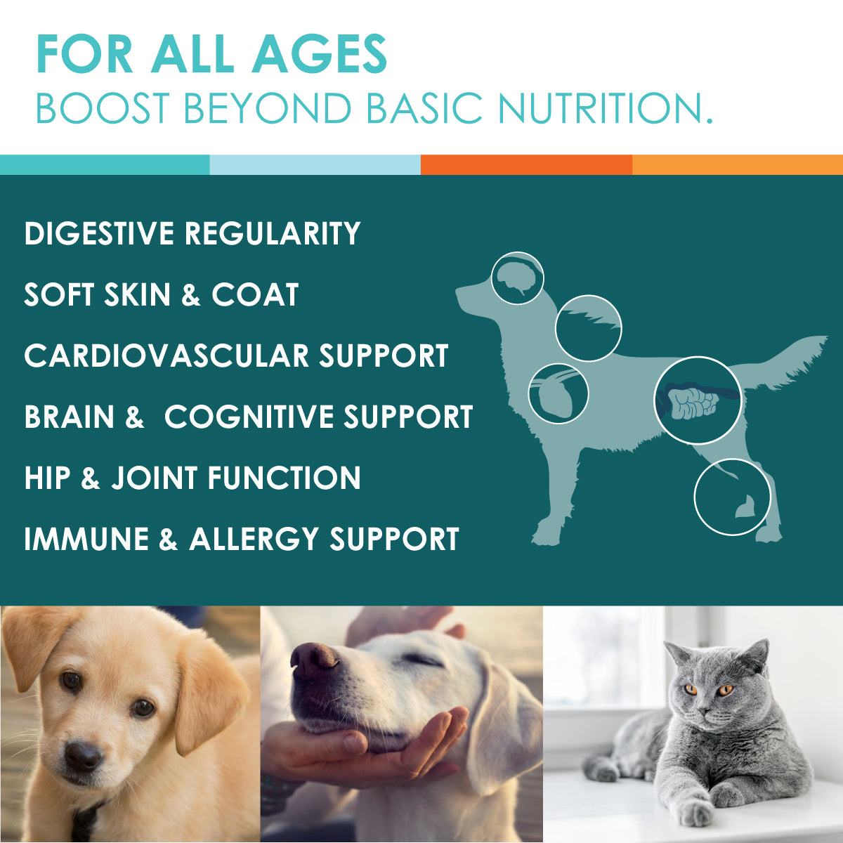 fish oil benefits dogs